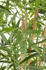 Бамбук, штучне дерево 155 см