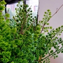 Декоративна гілочка Adianthum 58cm green