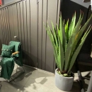 Декоративна рослина в горщику Agave plant 130cm