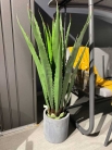 Декоративна рослина в горщику Agave plant 130cm