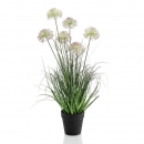 Декоративна рослина в горщику Allium grass 72cm