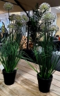 Декоративна рослина в горщику Allium grass 72cm