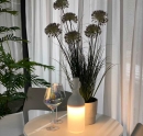 Декоративна рослина в горщику Allium grass 72cm