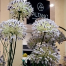 Декоративна рослина в горщику Allium grass 72cm
