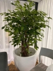 Декоративна рослина Ficus benjamina/deluxe 175cm