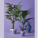 Декоративна рослина в горщику Bamboo palm 195cm