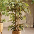 Декоративна рослина в горщику Bamboo deluxe 175cm