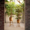 Декоративна рослина в горщику Bamboo deluxe 175cm