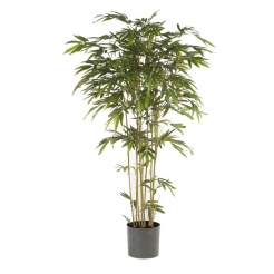 Декоративна рослина в горщику Bamboo 205cm