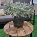 Декоративная гілочка Cineraria bush 42cm