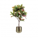 Декоративне дерево Croton tree 135cm