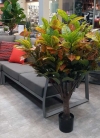 Декоративне дерево Croton tree 135cm