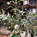 Декоративна гілочка Olive 75cm