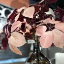 Декоративна гілочка Schefflera purple 85cm