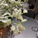 Декоративна квіточка Lathyrus 50cm mint