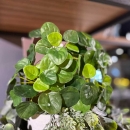 Декоративна рослина Pilea mini 13cm
