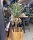 Декоративна рослина в горщику Yucca Wild 150cm