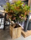 Декоративне дерево Croton tree 135cm
