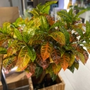 Декоративне дерево Croton tree 135cm