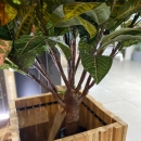 Декоративне дерево Croton tree 135cm