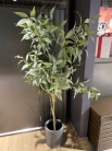 Декоративне дерево Eucalyptus globulus 195cm