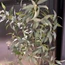 Декоративне дерево Eucalyptus globulus 195cm
