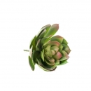 Декоративний сукулент Echeveria pelusida d20cm green