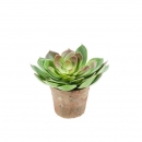 Декоративний сукулент Echeveria pelusida d20cm green