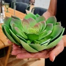 Декоративний сукулент Echeveria pelusida d20cm green
