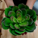 Декоративний сукулент Echeveria pelusida d20cm green