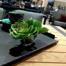Декоративний сукулент Echeveria pelusida d20cm green