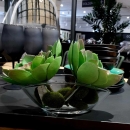 Декоративний сукулент Echeveria pelusida d20cm green