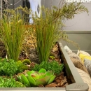 Декоративний кущик Rosemary 22cm