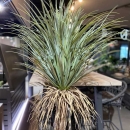 Декоративна рослина в горщику Yucca Wild 150cm