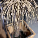 Декоративна рослина в горщику Yucca Wild 150cm