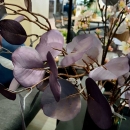 Декоративна гілочка Sakura cream/pink 95cm