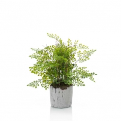 Декоративное растение в горшке Fern adianthum 30cm