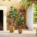 Декоративна рослина в горщику Ficus Lyrata 195cm