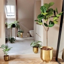 Декоративна рослина в горщику Ficus Lyrata 195cm