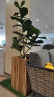 Декоративна рослина в горщику Ficus Lyrata 150cm