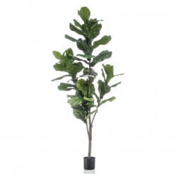 Декоративна рослина в горщику Ficus Lyrata 150cm