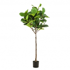 Декоративна рослина в горщику Ficus Lyrata 195cm