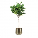 Декоративна рослина в горщику Ficus Lyrata 195cm