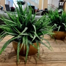 Декоративна рослина в горщику Grass bush 33cm 