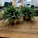 Декоративна рослина в горщику Grass bush 33cm 