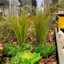 Декоративна трава Grass green 60cm 