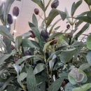 Декоративна гілочка Eucalyptus green/grey 75cm 