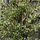 Декоративне дерево в горщику Olive pyramid 170cm