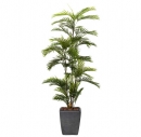 Декоративне дерево Phoenix palm 180cm
