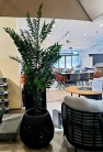 Декоративне дерево Phoenix palm 180cm